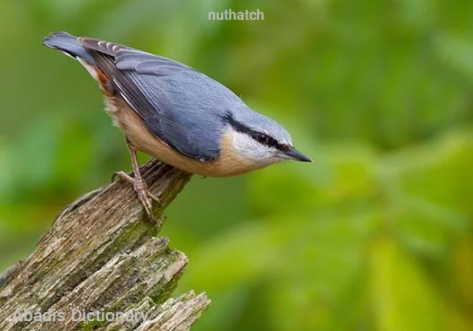 nuthatch