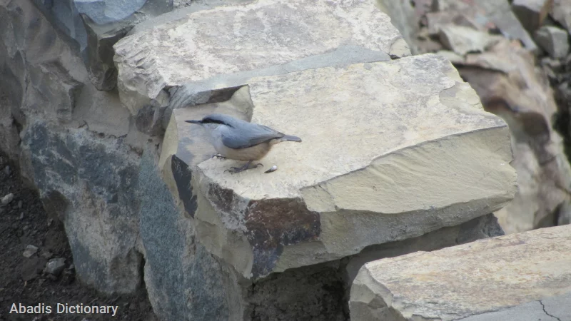 nuthatch