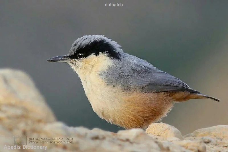 nuthatch