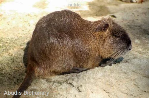 nutria