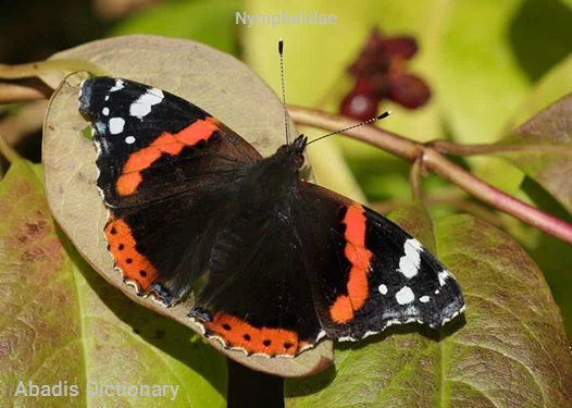 nymphalidae