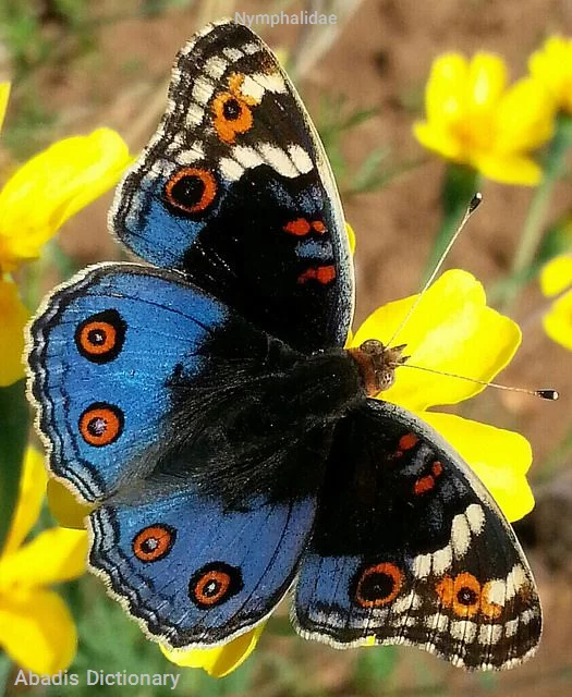 nymphalidae
