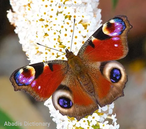 nymphalidae