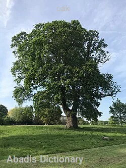 oak