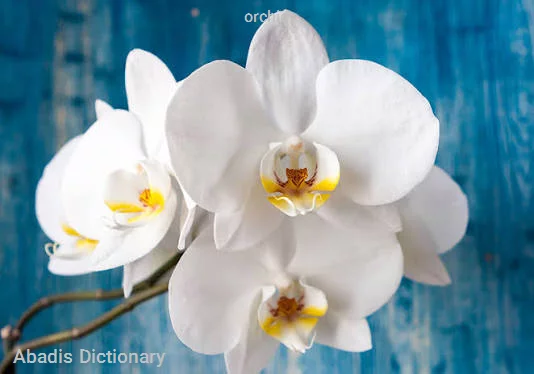 orchid