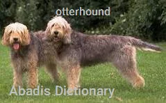 otterhound