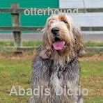otterhound
