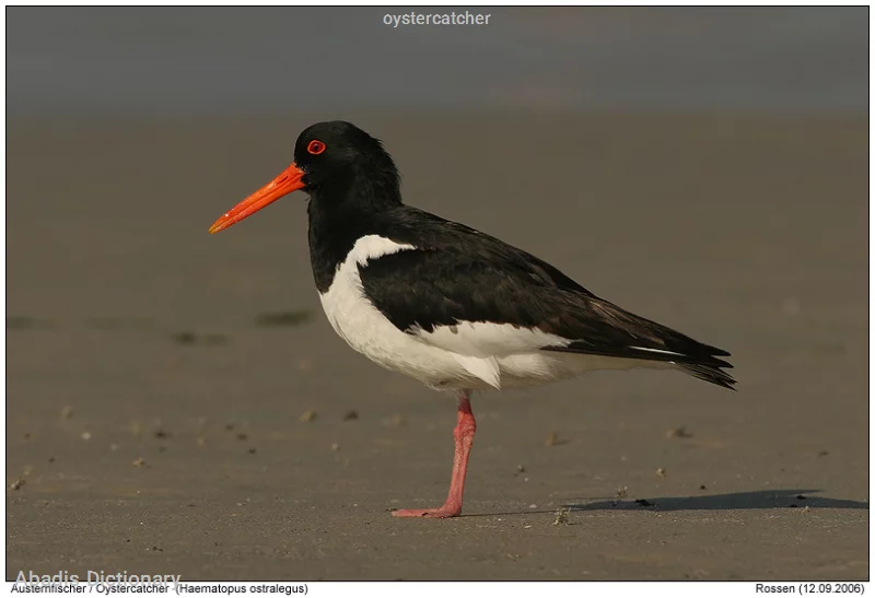 oystercatcher