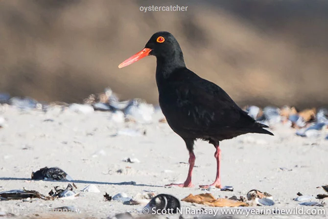 oystercatcher