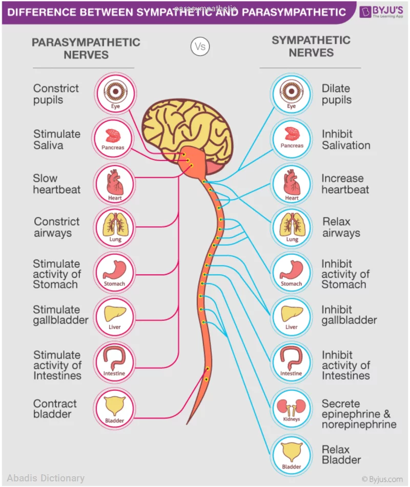 parasympathetic