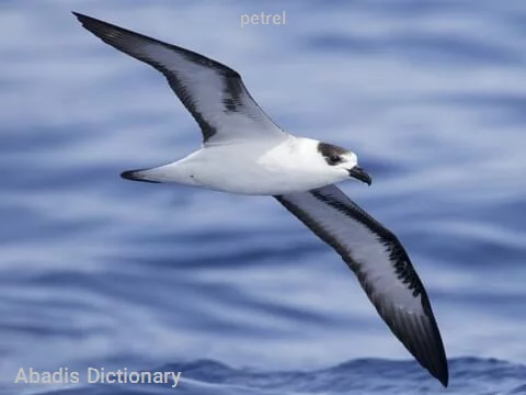 petrel