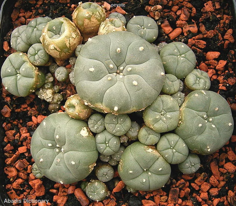 peyote