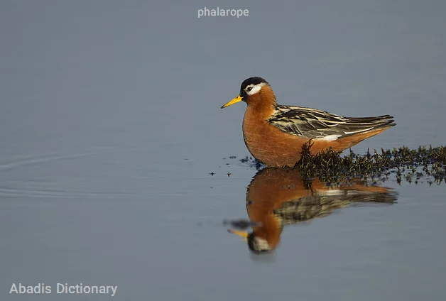 phalarope