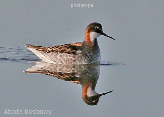 phalarope