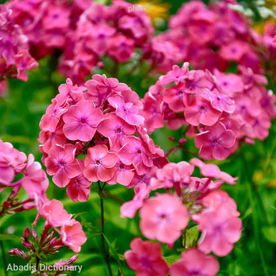 phlox