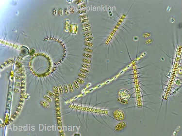 phytoplankton