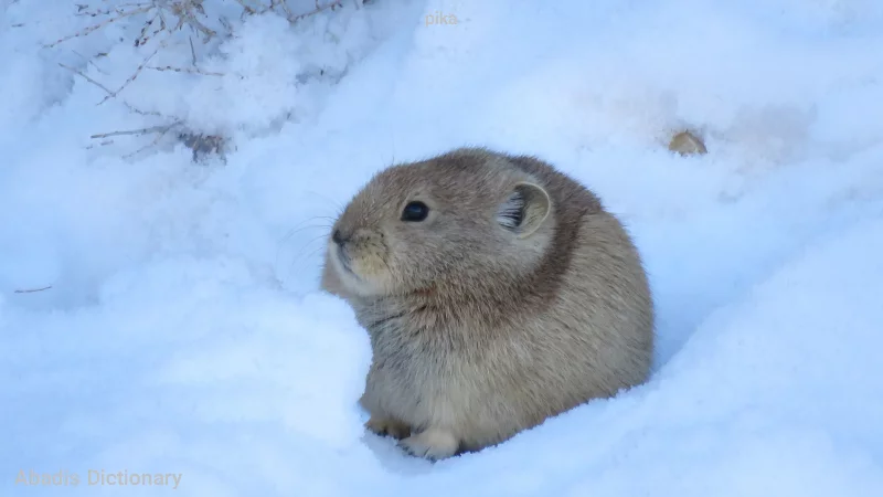pika