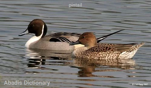 pintail