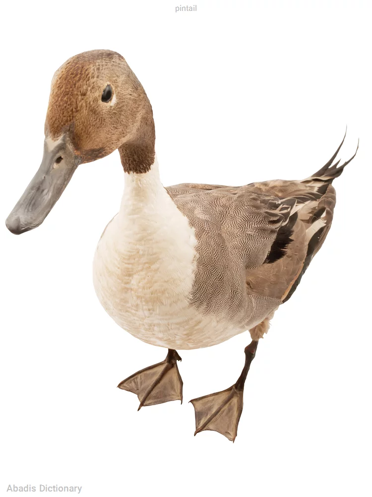 pintail