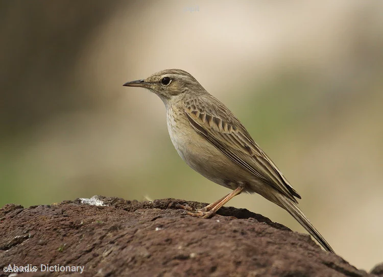 pipit