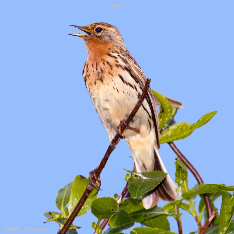 pipit