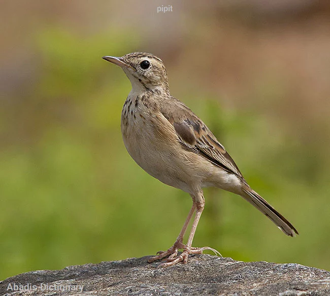 pipit