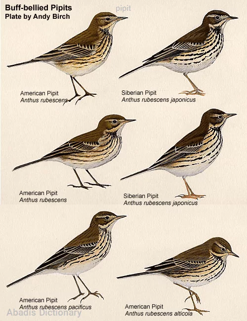 pipit
