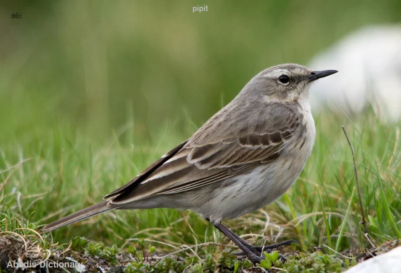 pipit