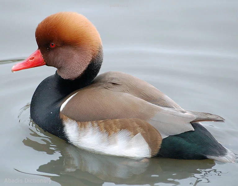 pochard