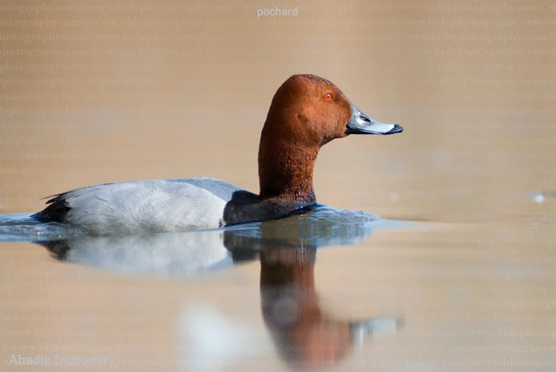 pochard