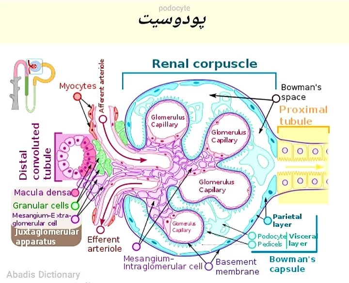 podocyte