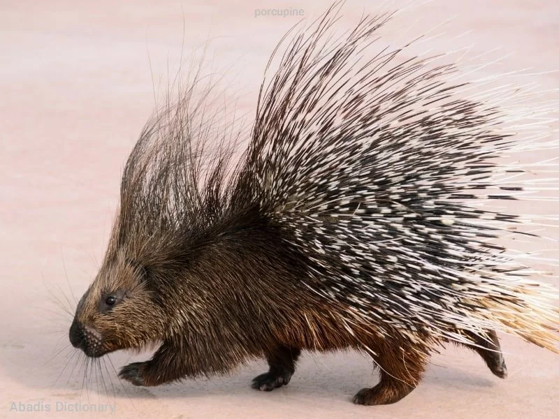 porcupine
