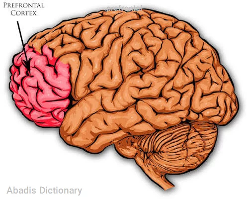 prefrontal