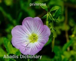 primrose