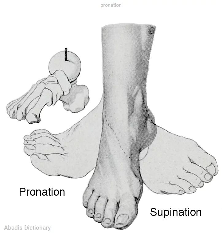 pronation