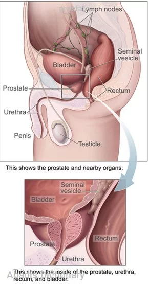 prostate