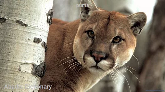 puma