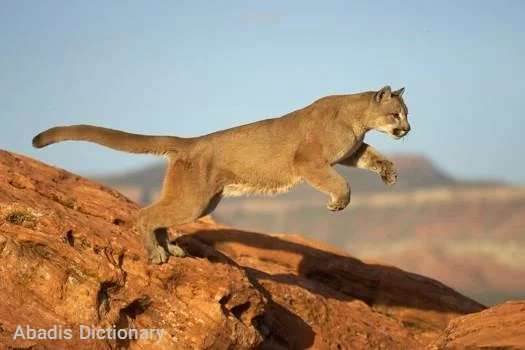 puma