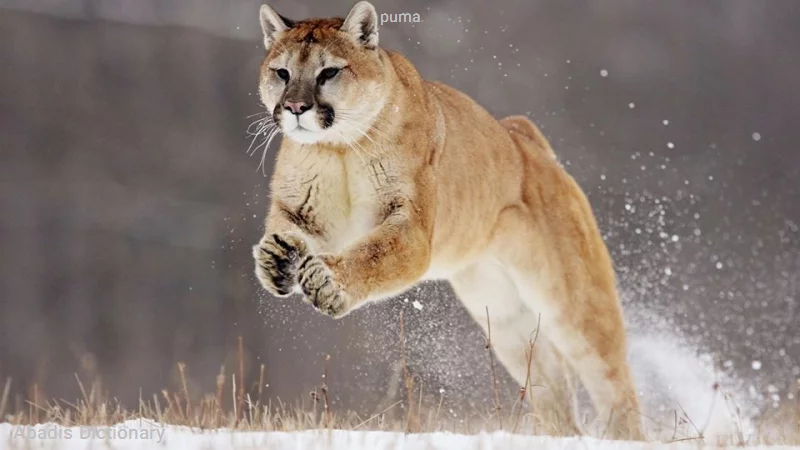 puma