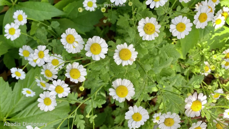 pyrethrum