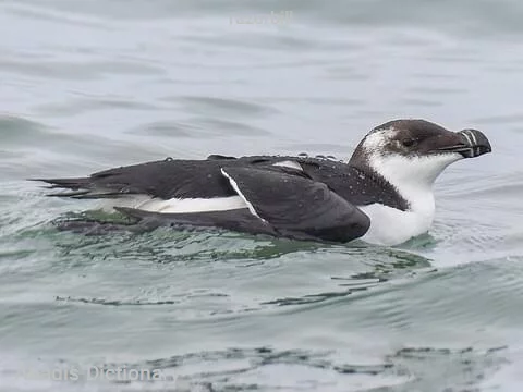 razorbill
