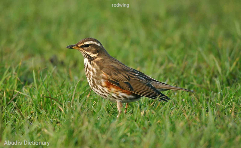 redwing