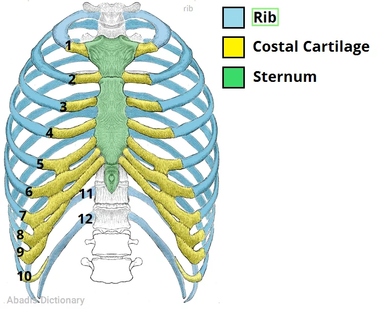 rib