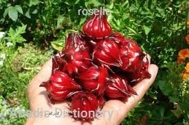roselle
