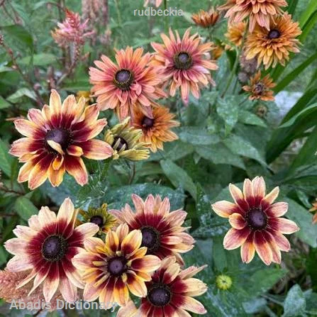 rudbeckia