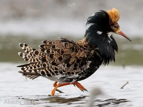 ruff