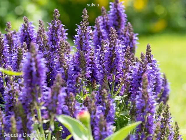 salvia