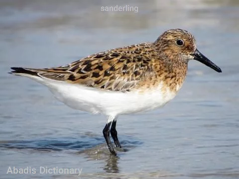 sanderling