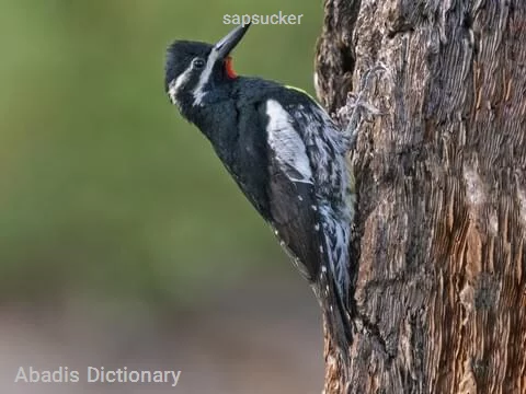 sapsucker
