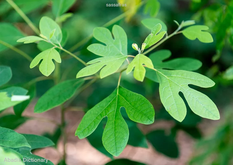 sassafras